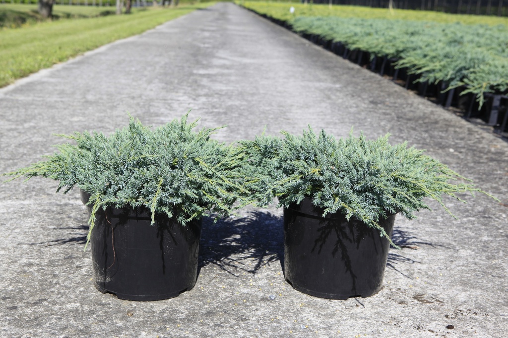 Juniperus squamata 'Blue Carpet' cont. 7,5L 40-50 cm