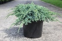 Juniperus squamata 'Blue Carpet' cont. 7,5L 40-50 cm