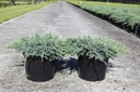 Juniperus squamata 'Blue Carpet' cont. 7,5L 40-50 cm
