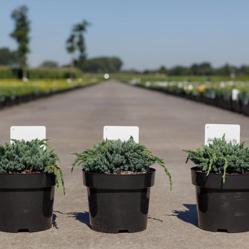 [P] Juniperus squamata 'Blue Spider' cont. 3L 25-30 cm +B