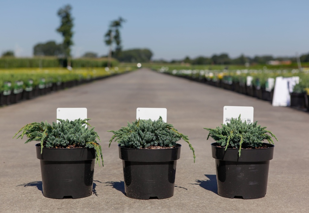 [P] Juniperus squamata 'Blue Spider' cont. 3L 25-30 cm +p