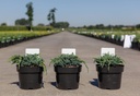 Juniperus squamata 'Blue Spider' cont. 3L 25-30 cm +ф