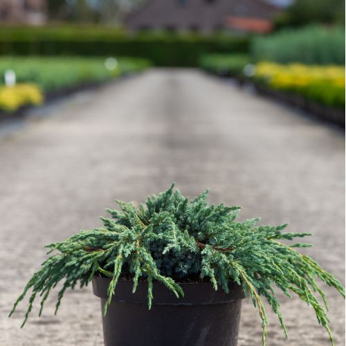 [P] Juniperus squamata 'Blue Spider' cont. 7,5L 30-40 cm
