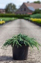 Juniperus squamata 'Blue Spider' cont. 7,5L 30-40 cm