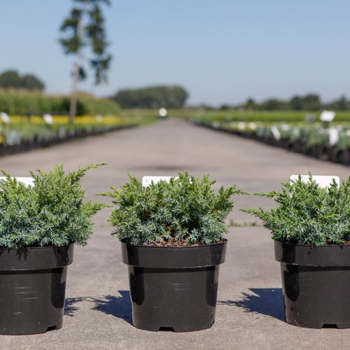 [P] Juniperus squamata 'Blue Swede' cont. 3L 30/+ cm +p