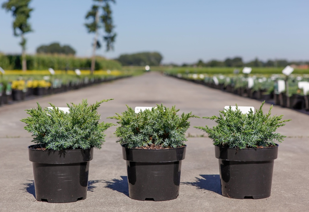 [P] Juniperus squamata 'Blue Swede' cont. 3L 30/+ cm +p