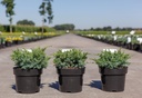 Juniperus squamata 'Blue Swede' cont. 3L 30/+ cm +B