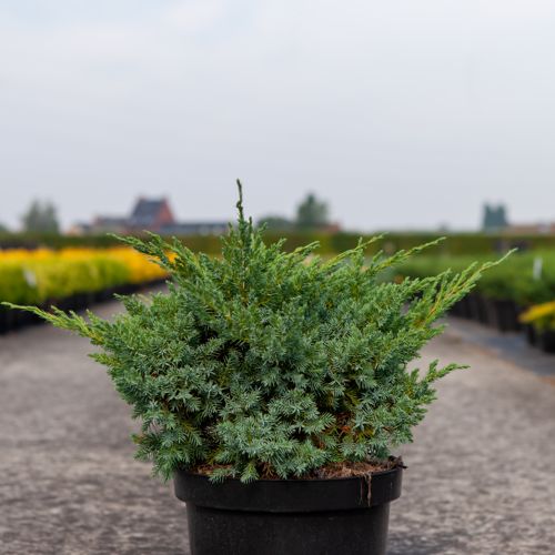 [P] Juniperus squamata 'Blue Swede' cont. 7,5L 40-50 cm