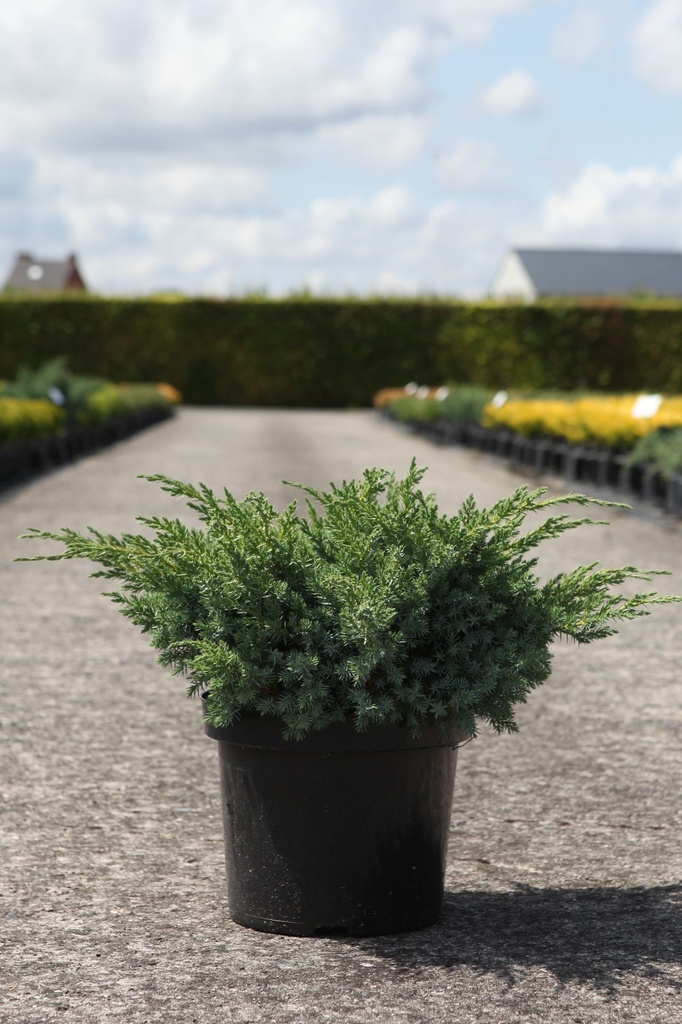 Juniperus squamata 'Blue Swede' cont. 7,5L 40-50 cm