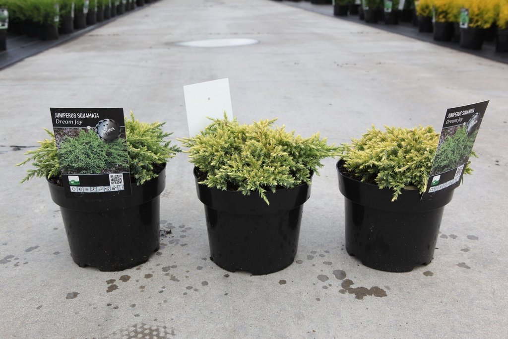 Juniperus squamata 'Dream Joy' cont. 3L 30/+ cm +ф