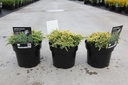 Juniperus squamata 'Dream Joy' cont. 3L 30/+ cm +ф