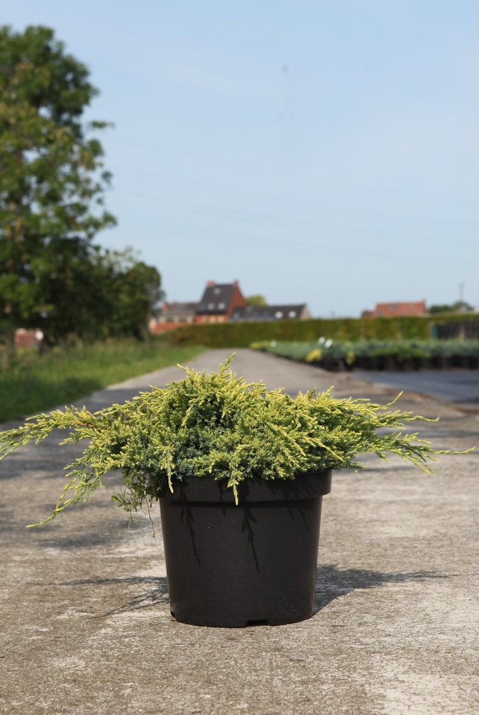 [P] Juniperus squamata 'Dream Joy' cont. 7,5L 30-40 cm