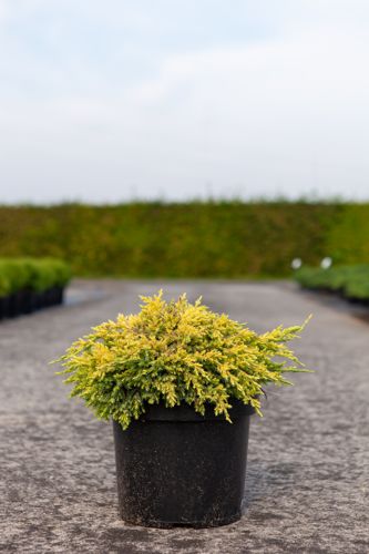 [P] Juniperus squamata 'Dream Joy' cont. 7,5L 30-40 cm