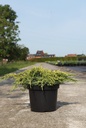 Juniperus squamata 'Dream Joy' cont. 7,5L 30-40 cm