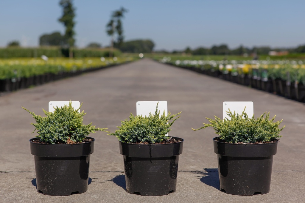 [P] Juniperus squamata 'Holger' cont. 3L 25-30 cm +p