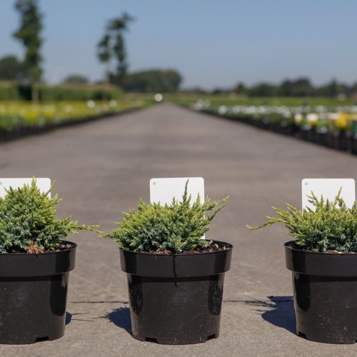 [P] Juniperus squamata 'Holger' cont. 3L 25-30 cm +p