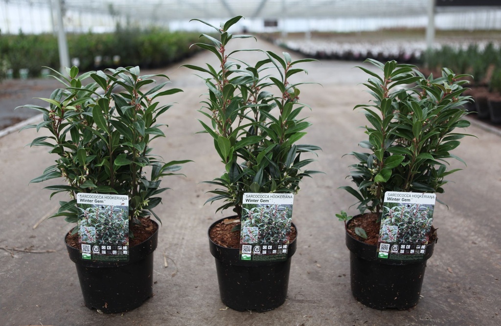 Sarcococca WINTER GEM (PBR) cont. 3L 25/+ cm +ф
