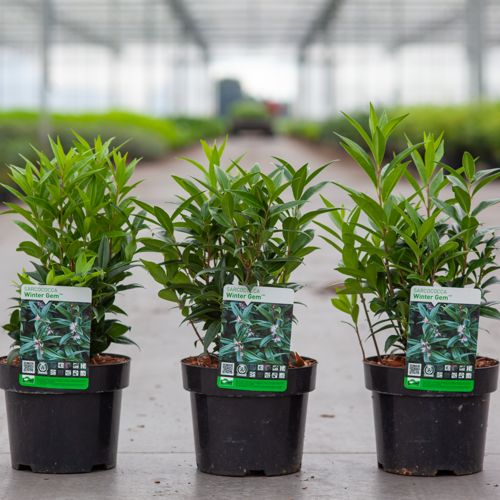 Sarcococca WINTER GEM (PBR) cont. 3L 25/+ cm +B