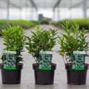 Sarcococca WINTER GEM (PBR) cont. 3L 25/+ cm +ф