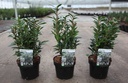 Sarcococca WINTER GEM (PBR) cont. 3L 25/+ cm +f