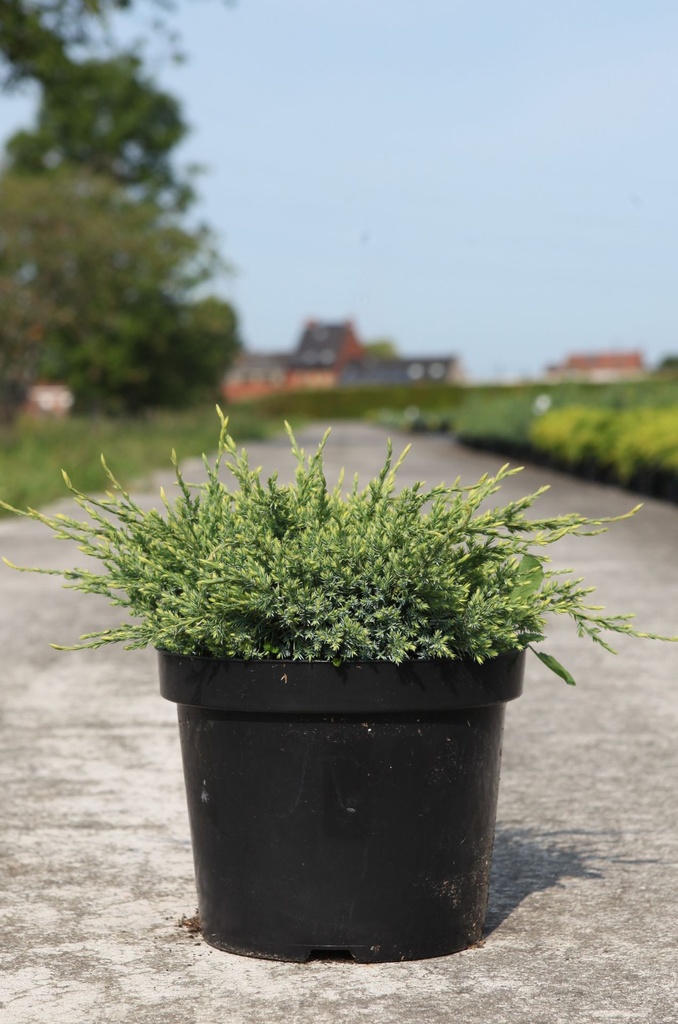 Juniperus squamata 'Holger' cont. 7,5L 40-50 cm