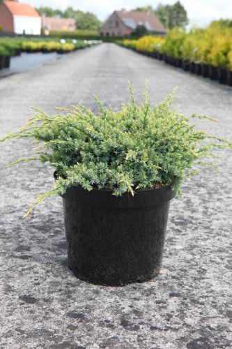 [P] Juniperus squamata 'Holger' cont. 7,5L 40-50 cm