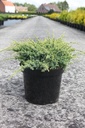 Juniperus squamata 'Holger' cont. 7,5L 40-50 cm