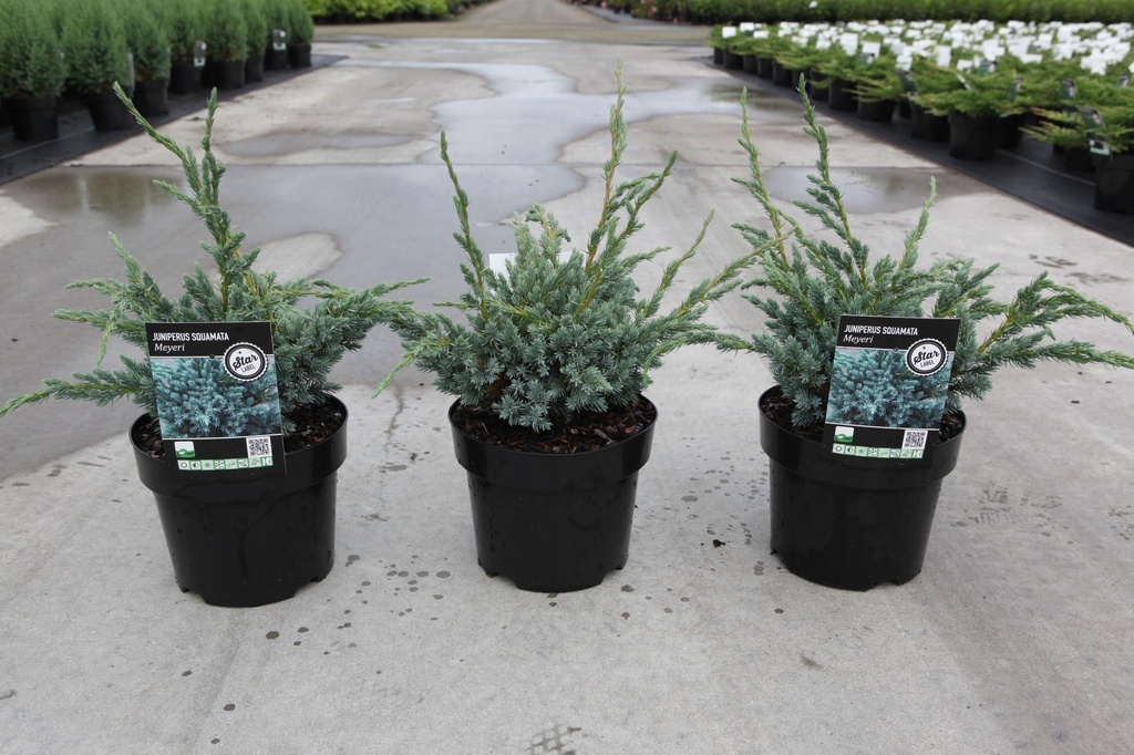 Juniperus squamata 'Meyeri' cont. 3L 25-30 cm +ф