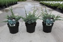 Juniperus squamata 'Meyeri' cont. 3L 25-30 cm +p