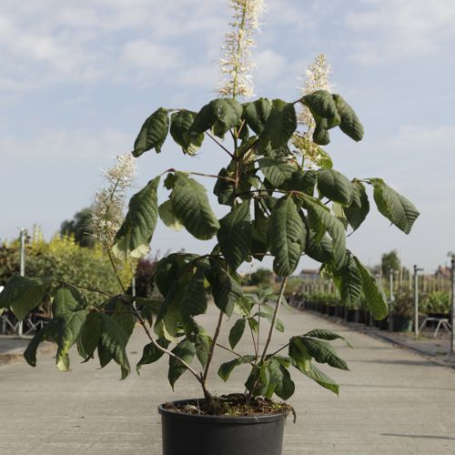 [P] Aesculus parviflora cont. 12L 80/+ cm +B