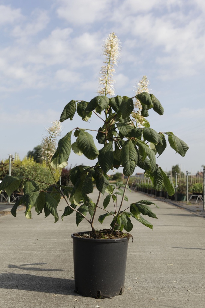 Aesculus parviflora cont. 12L 80/+ cm +p
