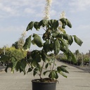 Aesculus parviflora cont. 12L 80/+ cm +ф