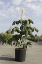 Aesculus parviflora cont. 12L 80/+ cm +p