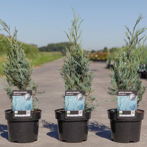 Juniperus scopulorum 'Moonglow' cont. 3L 40-50 cm +ф