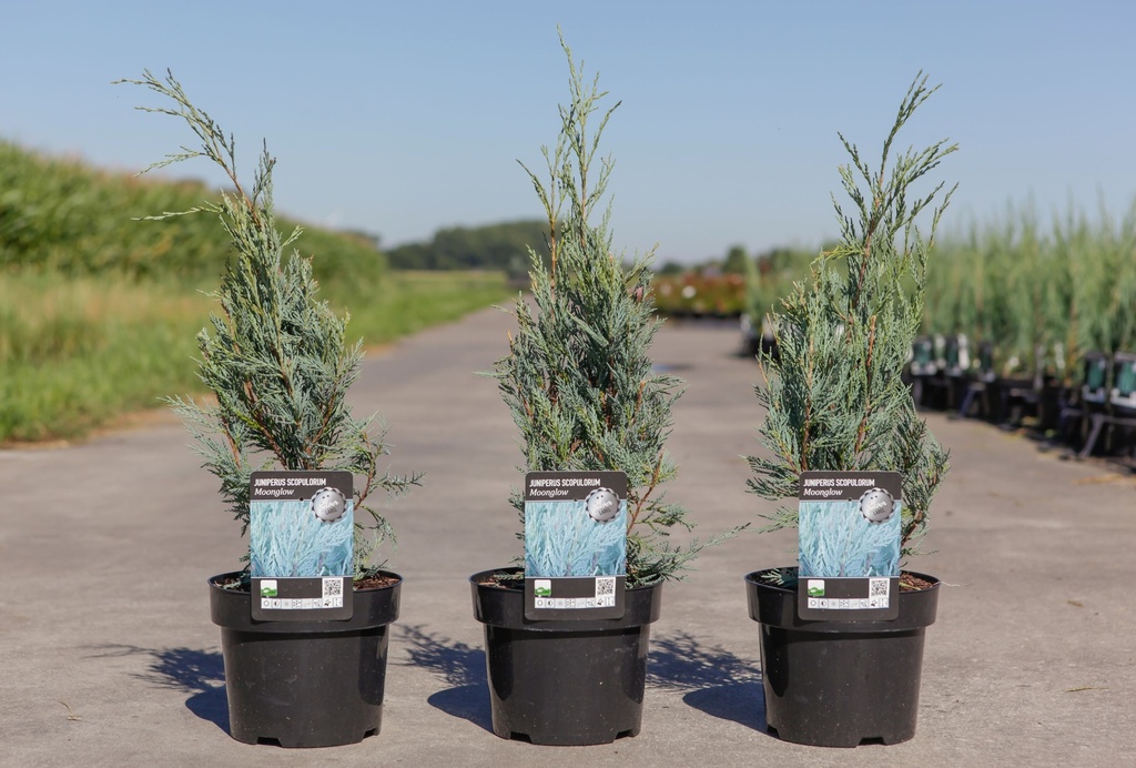 Juniperus scopulorum 'Moonglow' cont. 3L 40-50 cm +f
