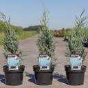 Juniperus scopulorum 'Moonglow' cont. 3L 40-50 cm +ф