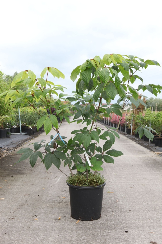[P] Aesculus parviflora cont. 15L 80-100 cm +p