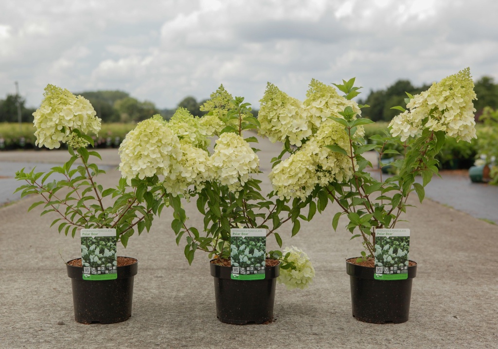 Hydrangea paniculata 'Polar Bear' (PBR) cont. 3,6L 30-40 cm +f