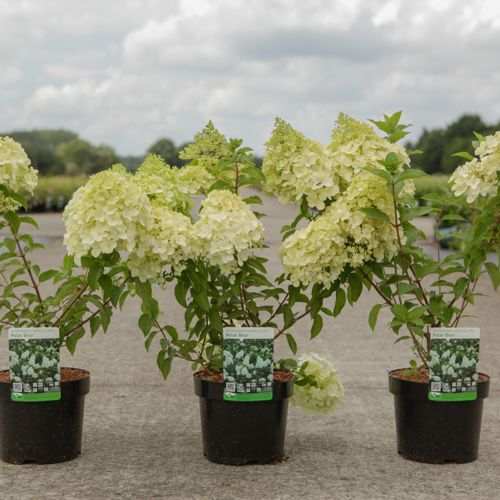 Hydrangea paniculata 'Polar Bear' (PBR) cont. 3,6L 30-40 cm +p
