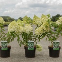 Hydrangea paniculata 'Polar Bear' (PBR) cont. 3,6L 30-40 cm +p