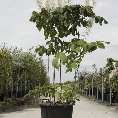 [P] Aesculus parviflora cont. 25L 125/+ cm +ф