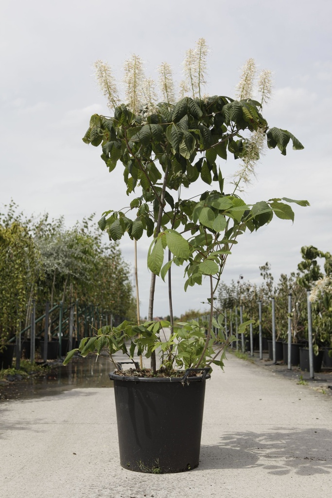 [P] Aesculus parviflora cont. 25L 125/+ cm +p