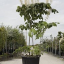 Aesculus parviflora cont. 25L 125/+ cm +ф