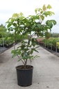 Aesculus parviflora cont. 25L 125/+ cm +f