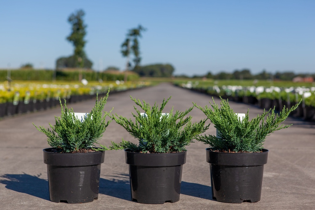 Juniperus sabina 'Tamariscifolia' cont. 3L 30/+ cm +ф