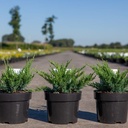 Juniperus sabina 'Tamariscifolia' cont. 3L 30/+ cm +B