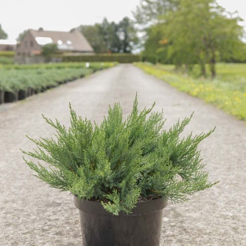 [P] Juniperus sabina 'Tamariscifolia' cont. 7,5L 40-50 cm