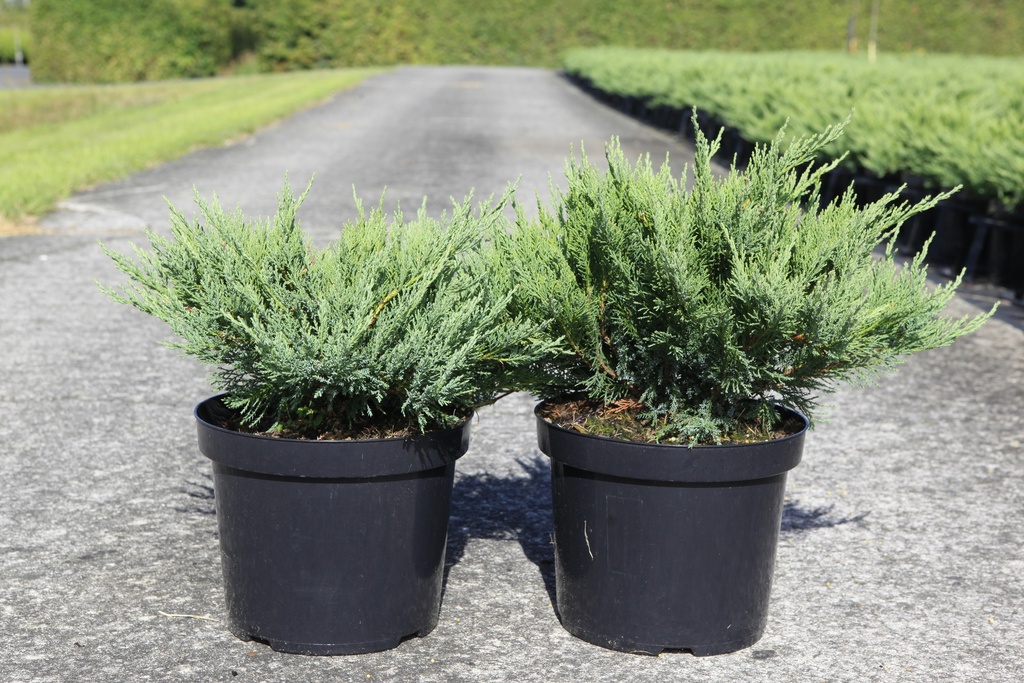 Juniperus sabina 'Tamariscifolia' cont. 7,5L 40-50 cm