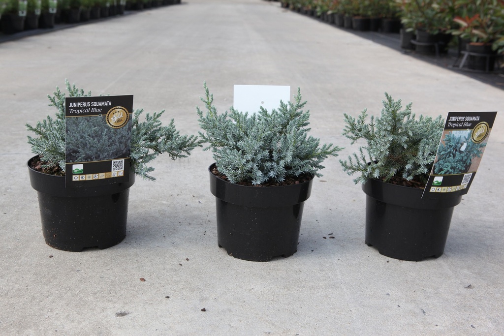 Juniperus squamata TROPICAL BLUE® cont. 2L 20-25 cm +ф