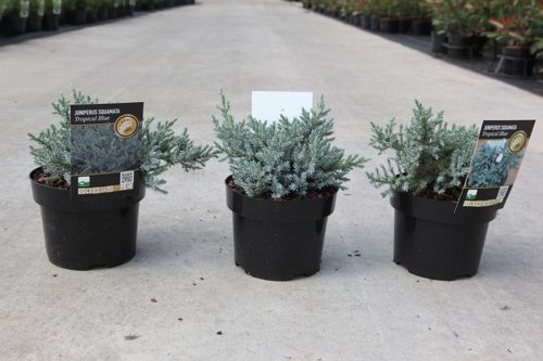 Juniperus squamata TROPICAL BLUE® cont. 2L 20-25 cm +B